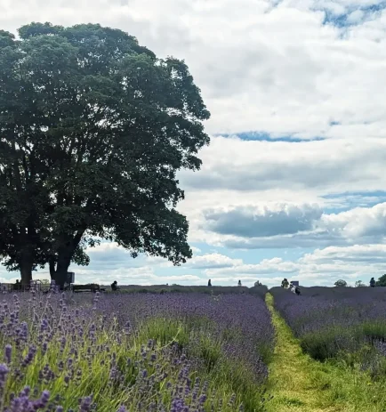 Lavender-Edit-ezgif.com-png-to-webp-converter (1)